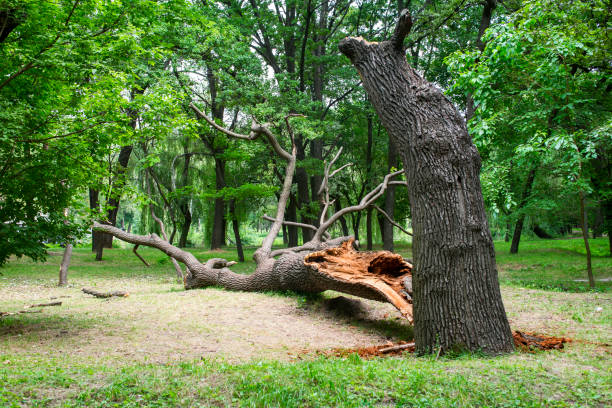 Professional Tree Care in Franklin Square, NY